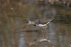 David Plant Photography - Wildlife Photographer - Green sandpiper - I